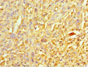 XIAP Antibody