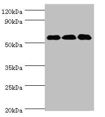 XIAP Antibody