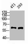 XIAP Antibody