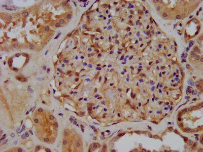 XIRP2 Antibody