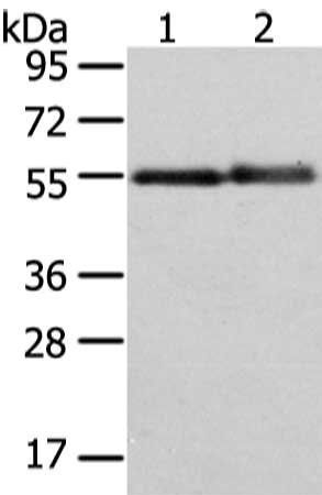 XK antibody