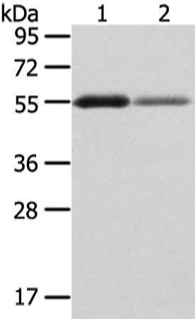 XKR3 antibody
