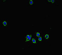 XKR8 antibody