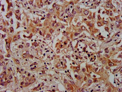 XKR8 antibody