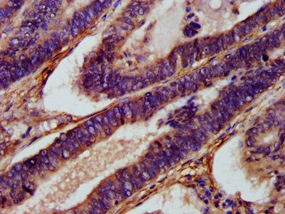 XKR8 Antibody