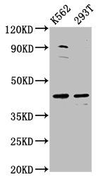 XKR8 antibody