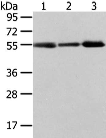 XKRX antibody