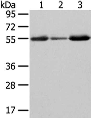 XKRX antibody