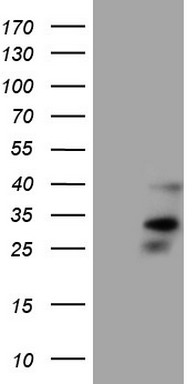 XLF Antibody
