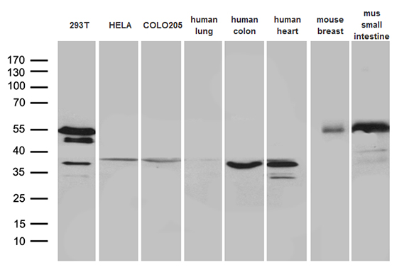 XLF Antibody