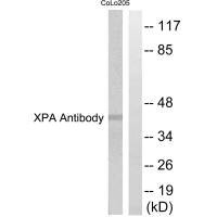 XPA Antibody