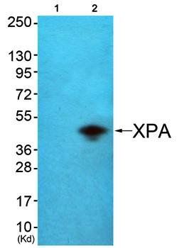 XPA Antibody