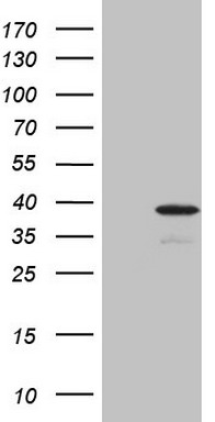 XPD Antibody