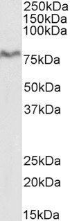 Goat anti-XPNPEP1 Antibody