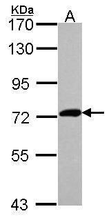 XPNPEP2 Rabbit Polyclonal Antibody