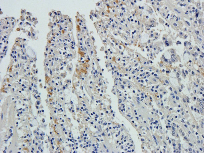 XPNPEP2 antibody