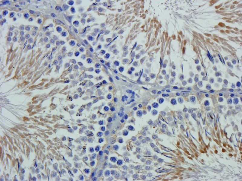 XPNPEP2 antibody