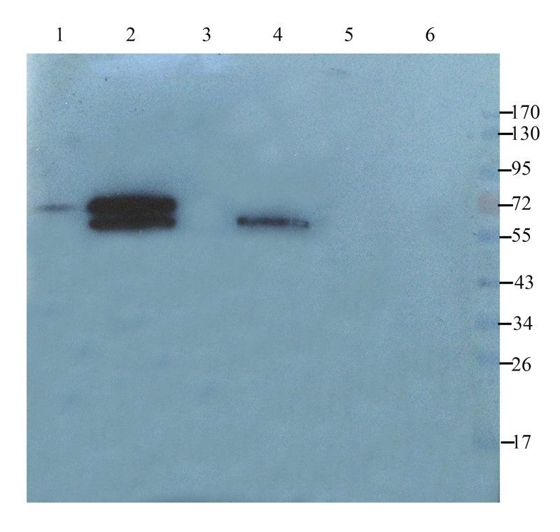 XPNPEP2 antibody