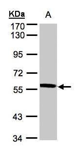 XPNPEP3 antibody