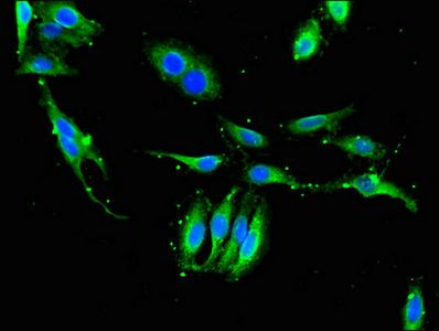 XPO1 Antibody