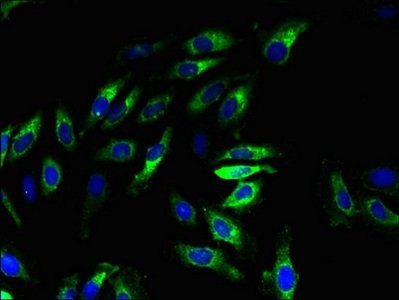 XPR1 Antibody