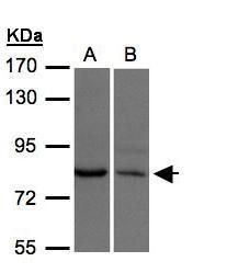 XPR1 antibody [N1], N-term
