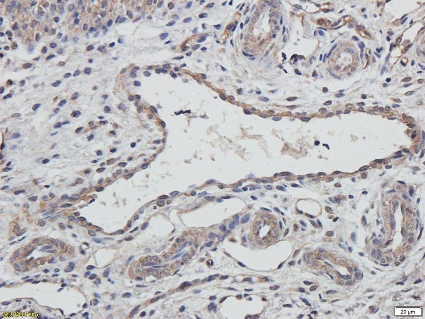 XRCC1 antibody