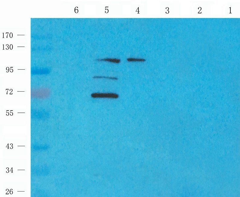 XRCC1 antibody