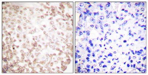 XRCC1 Antibody