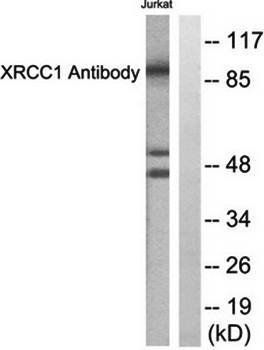 XRCC1 Antibody