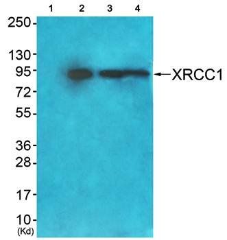 XRCC1 Antibody