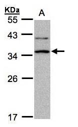 XRCC2 antibody