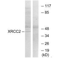 XRCC2 antibody