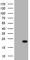 XRCC3 Antibody