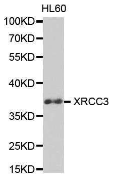 XRCC3 antibody