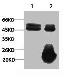 XRCC4 Monoclonal Antibody