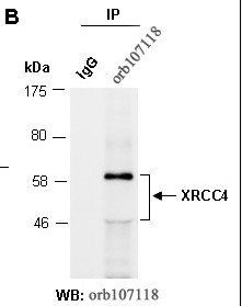 XRCC4 (N) Antibody, Rabbit Polyclonal