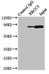 XRCC5 antibody