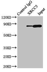 XRCC5 Antibody
