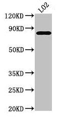 XRCC5 antibody