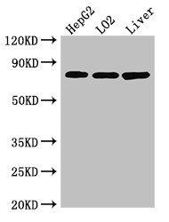 XRCC5 antibody