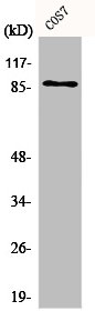 XRCC5 Antibody