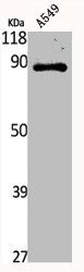 XRCC5 Antibody