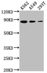 XRCC5 antibody