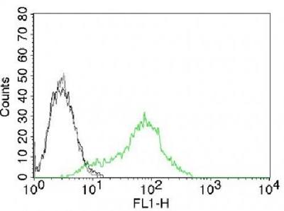 XRCC6 (phospho-70) antibody