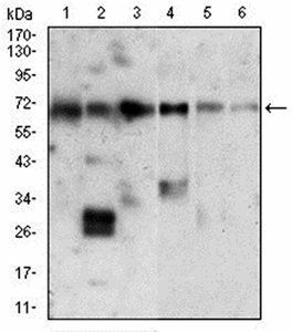 XRCC6 Antibody