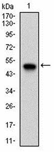 XRCC6 Antibody