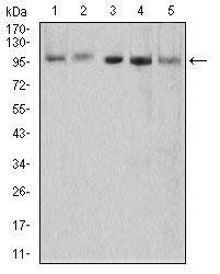 XRN2 Antibody