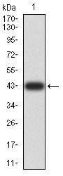 XRN2 Antibody