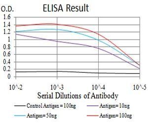 XRN2 Antibody